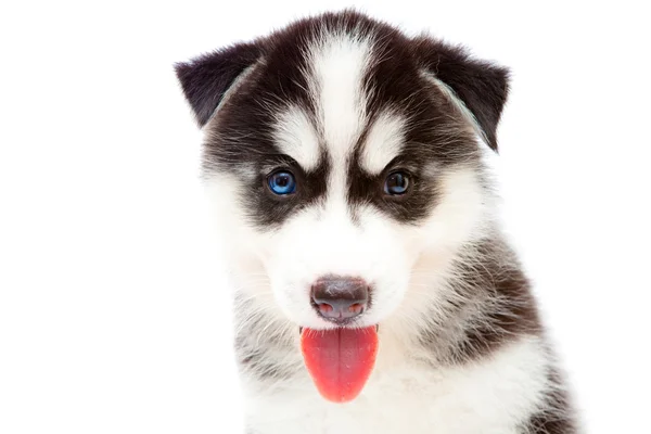 stock image Puppy a husky , isolated.