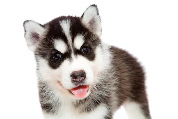 Filhote de cachorro um husky, isolado . — Fotografia de Stock