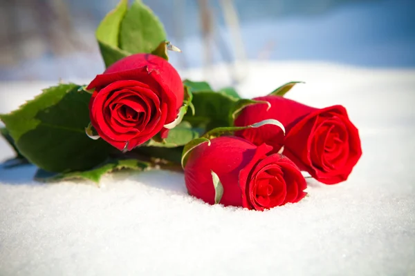 ดอกกุหลาบแดงบนหิมะ . — ภาพถ่ายสต็อก