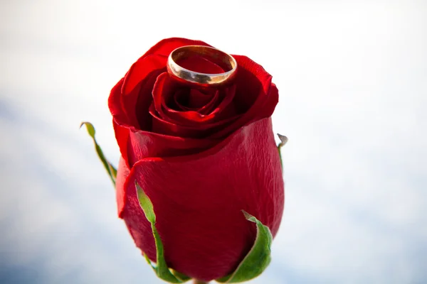 Rosa roja y anillo —  Fotos de Stock