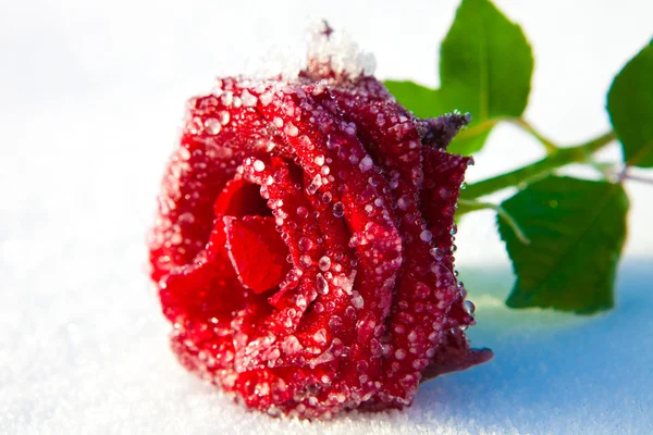 stock image Red rose in ice