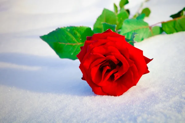 Rosa roja en la nieve . —  Fotos de Stock