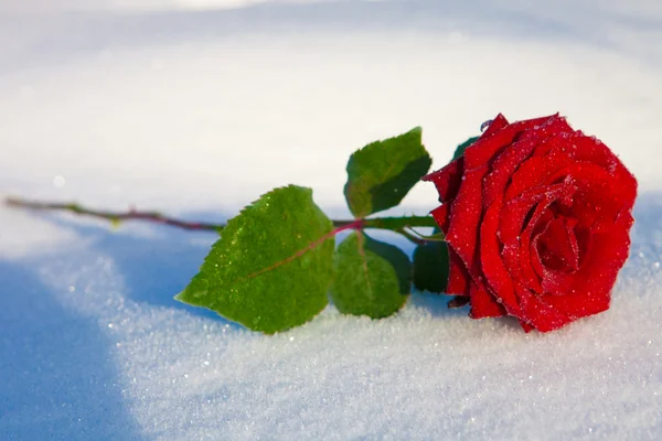 Красная роза во льду — стоковое фото