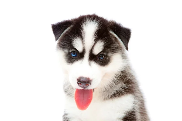 Cachorro un husky, aislado . — Foto de Stock