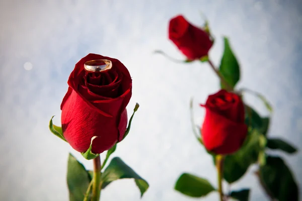 Czerwona róża i pierścień — Zdjęcie stockowe