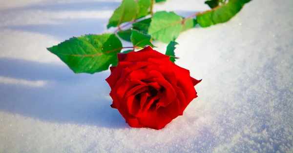 Rose rouge sur neige . — Photo