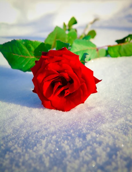 Red rose on snow. — Stock Photo, Image