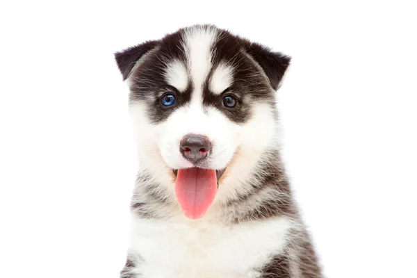 Filhote de cachorro um husky, isolado . — Fotografia de Stock