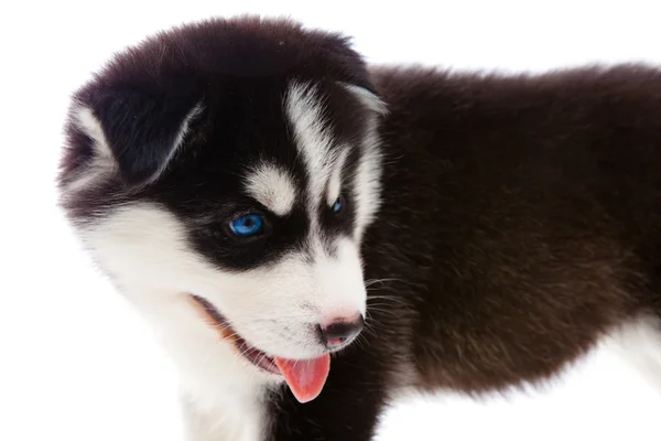 Puppy a husky,isolated. — Stock Photo, Image