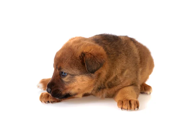 Kırmızı köpek yavrusu — Stok fotoğraf