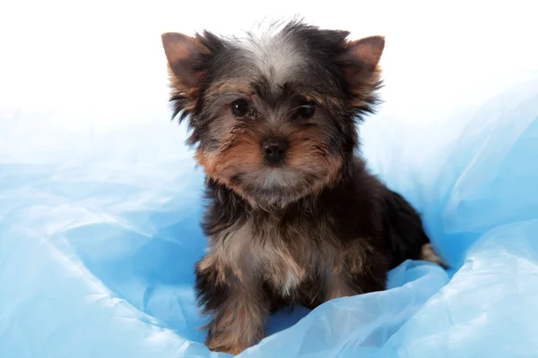 Cão pequeno em um tecido azul, isolado . — Fotografia de Stock