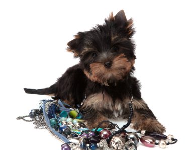 küçük köpek izole bir boncuk hakkında.