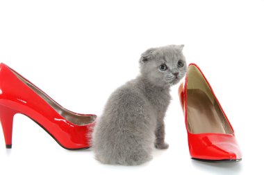 Kırmızı ayakkabılar ile İngiliz gri kedicik
