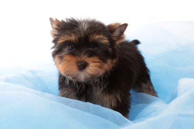 Mavi kumaş üzerinde küçük köpek