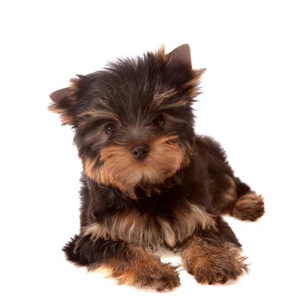 Yorkshire Terrier . — Stock Photo, Image
