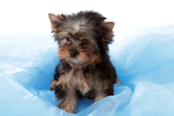 Small dog on a blue fabric — Stock Photo, Image