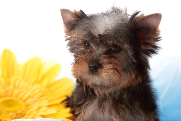 Puppy over een gele bloem — Stockfoto