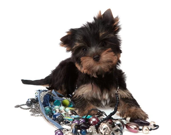 stock image Small dog about a beads, isolated.