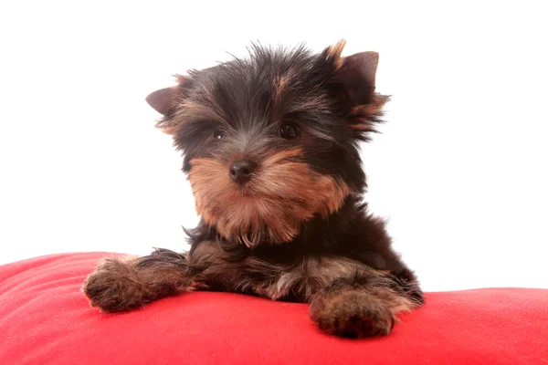 Izole, kırmızı bir yastık üzerinde küçük köpek. — Stok fotoğraf