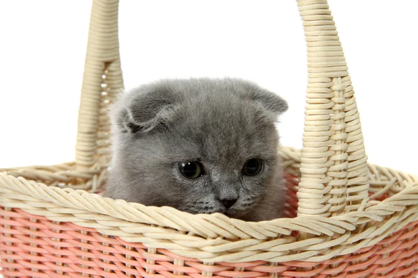 Kitten in a basket, isolated. — Stock Photo, Image