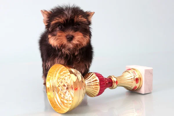 stock image Small doggie about a cup.