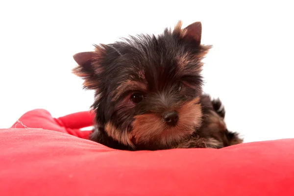 Pieni koira punaisella tyynyllä, eristetty . — kuvapankkivalokuva