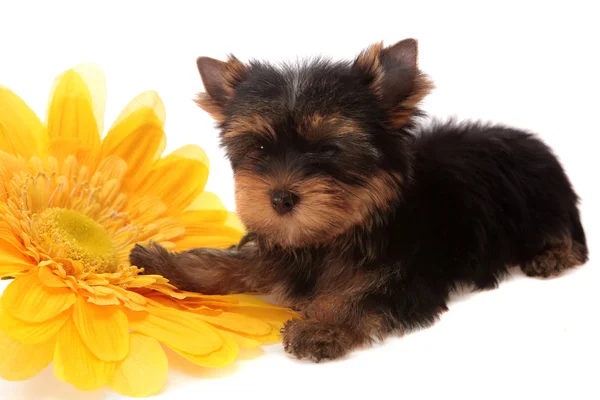 Puppy about a yellow flower, isolated. — Stock Photo, Image