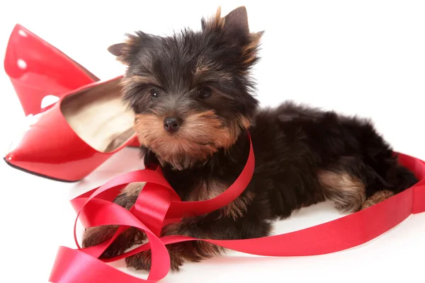 Kleine hond over red tapes. — Stockfoto