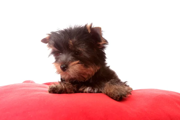 Petit chien sur un oreiller rouge, isolé . — Photo