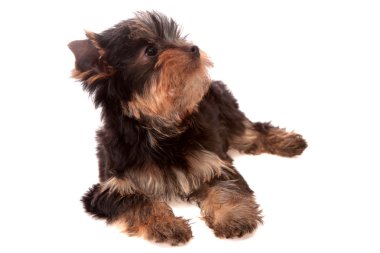 Yorkshire terrier, izole.