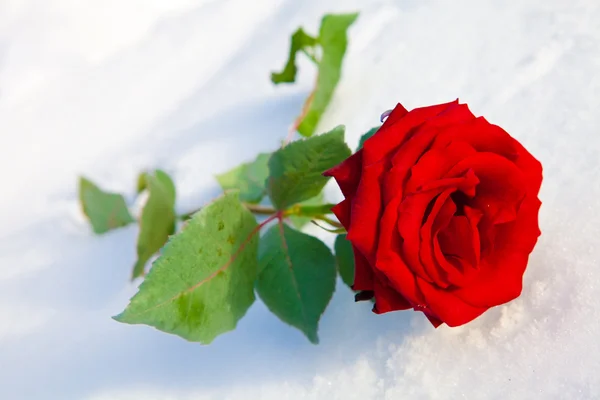 Rote Rose auf Schnee — Stockfoto