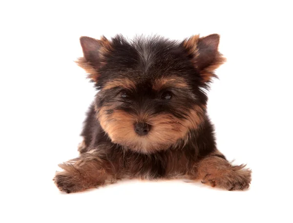 Yorkshire Terrier. — Stock Photo, Image