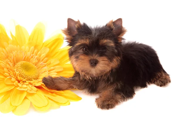 Puppy about a yellow flower — Stock Photo, Image