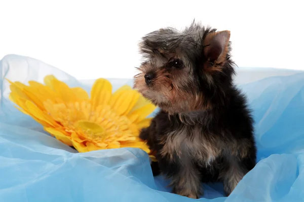Puppy about a yellow flower — Stock Photo, Image