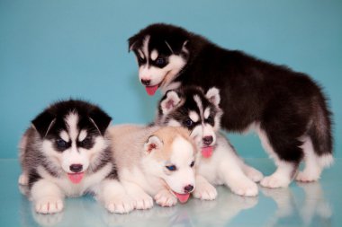 husky yavruları