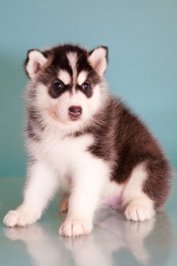 yavru bir köpek husky