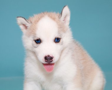 yavru bir köpek husky