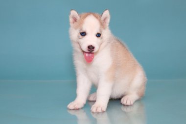 yavru bir köpek husky