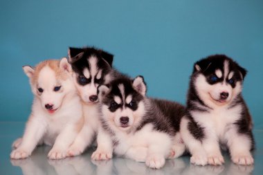 husky yavruları