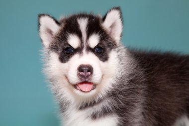 yavru bir köpek husky