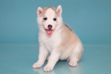 yavru bir köpek husky