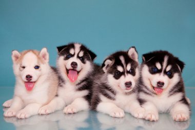 husky yavruları