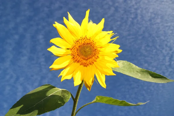 黄色的向日葵 — 图库照片