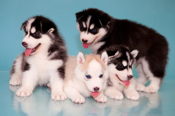 Puppies of husky — Stock Photo, Image