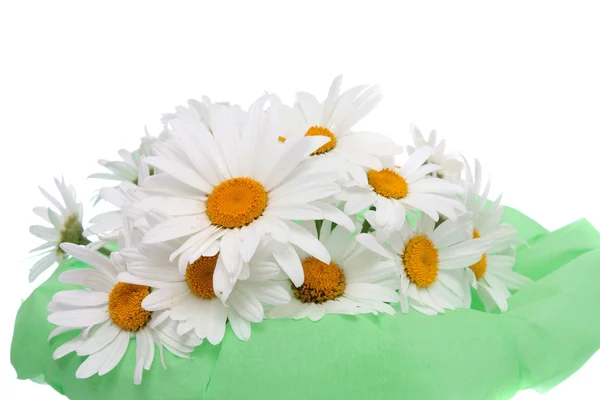 Bouquet from a camomile, isolated — Stock Photo, Image