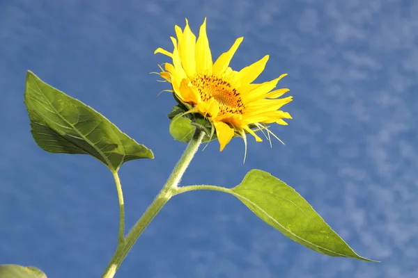黄色的向日葵 — 图库照片