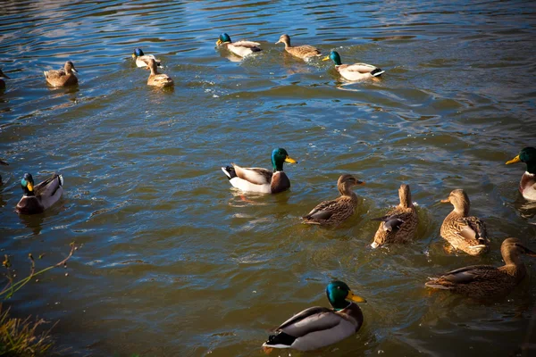 stock image Ducks