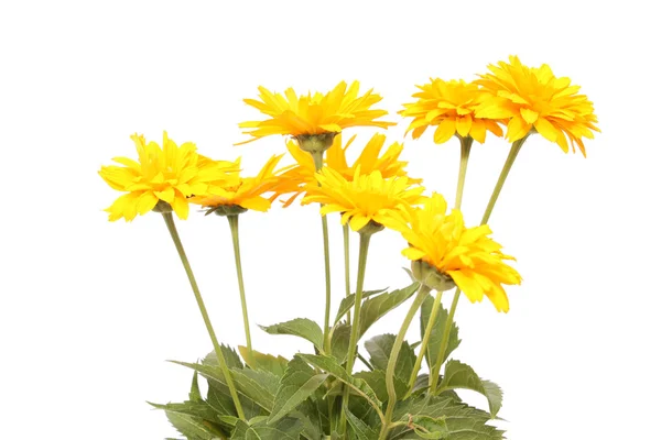 Žlutý květ, izolované. — Stock fotografie