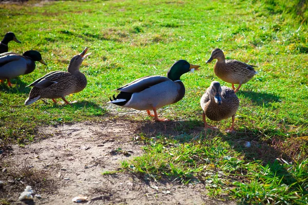 Wild duck — Stock Photo, Image