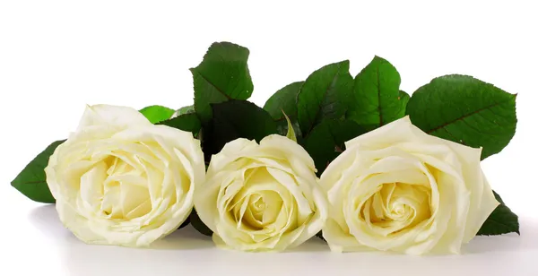 Белые розы Лицензионные Стоковые Фото